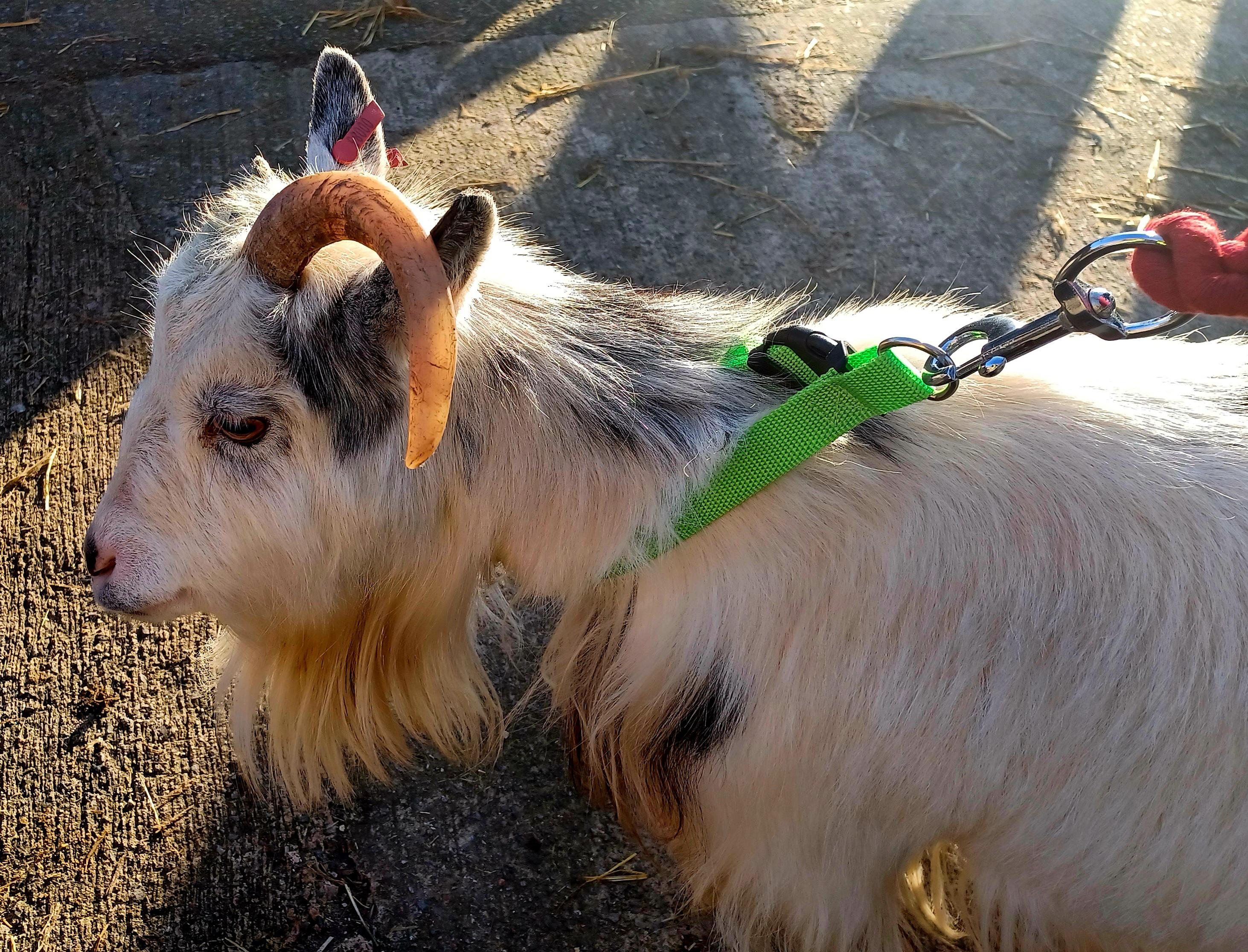 One of our goats on a walk