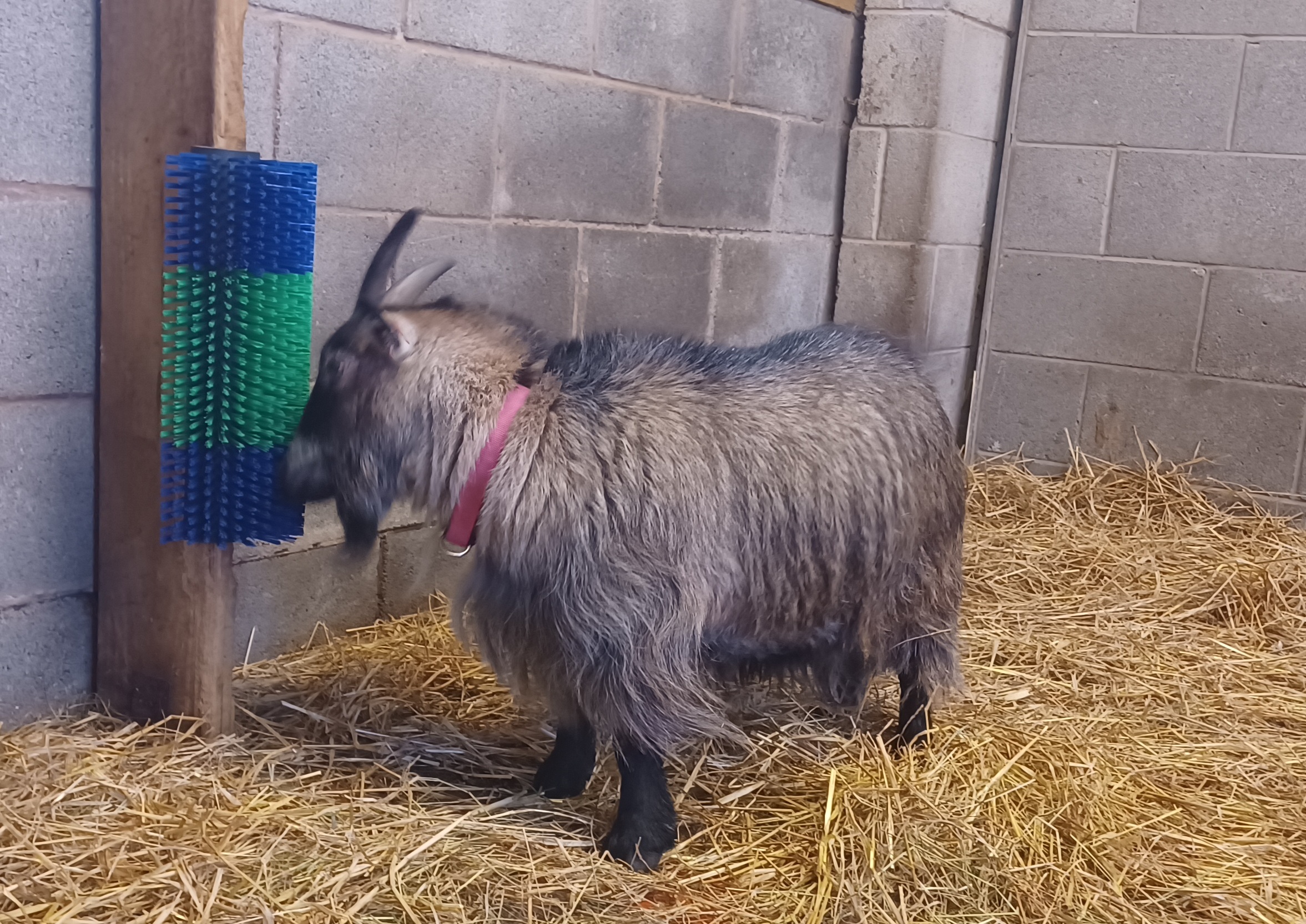 One of the goats using the new scratching brush